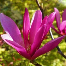 Саджанці магнолії Сюзан (привитий) - 3-річний