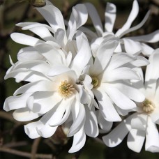 Саджанці магнолії Стелата (привитий) - 3-річний