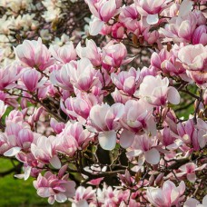 Саджанці магнолії Суланжа (привитий) - 3-річний