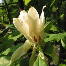 Саджанці магнолії Трипелюсткова (привитий) - 3-річний