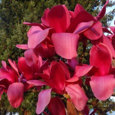 Саджанці магнолії Вулкан (привитий) - 3-річний