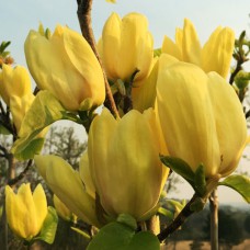 Саджанці магнолії Еллоу (привитий) - 3-річний