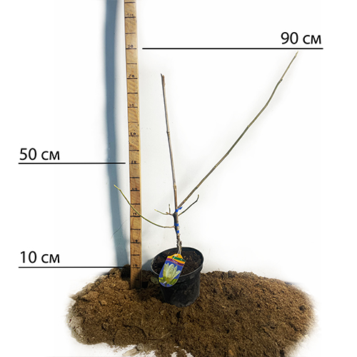 Саджанці магнолії Еллоу (привитий) - 3-річний