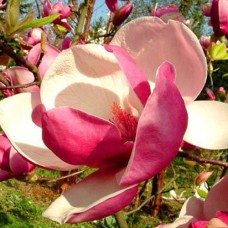 Саджанці магнолії З Березня До Морозів (привитий) - 3-річний