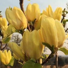 Саджанці магнолії Єлоу Бьорд (привитий) - 3-річний