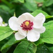 Саджанці магнолії Зібольда (привитий) - 3-річний