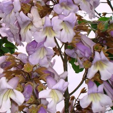 Саджанці павловнії Адамове дерево (черенкований) - 1-річний