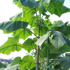 Саджанці павловнії Клон Ін Вітро 112 (черенкований) - 1-річний