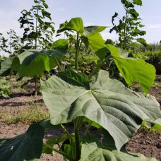 Саджанці павловнії Фенікс (черенкований) - 1-річний