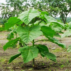 Саджанці павловнії Пао Тонг (черенкований) - 1-річний