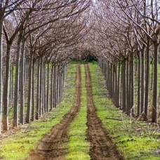 Саджанці павловнії Пао Тонг Z07 (черенкований) - 1-річний
