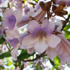 Саджанці павловнії Повстяна (черенкований) - 1-річний