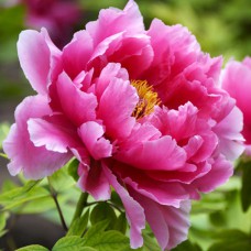 Саджанці Піона Деревоподібного (сіянець) - 1-річний