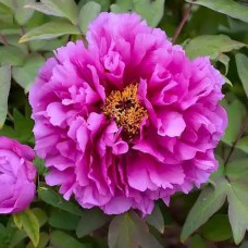 Саджанці піона деревоподібного Красуня (сіянець) - 1-річний