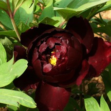 Саджанці піона деревоподібного Чорний Принц (сіянець) - 1-річний