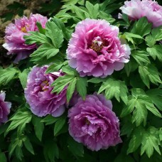 Саджанці піона деревоподібного Блакитний (сіянець) - 1-річний