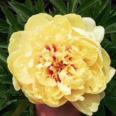 Саджанці піона деревоподібного Елізабет (сіянець) - 1-річний