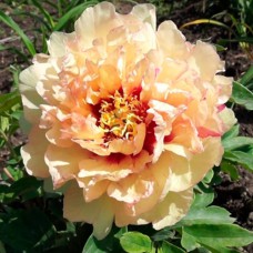 Саджанці піона деревоподібного Канарі (сіянець) - 1-річний