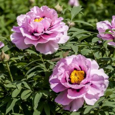 Саджанці піона деревоподібного Королева Саду (сіянець) - 1-річний