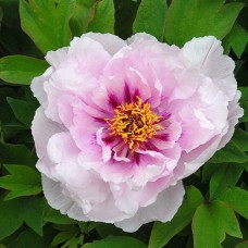 Саджанці піона деревоподібного Лавандер Блю (сіянець) - 1-річний