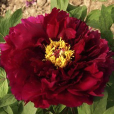 Саджанці піона деревоподібного Свобода (сіянець) - 1-річний