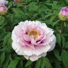 Саджанці піона деревоподібного Лайлек (сіянець) - 1-річний