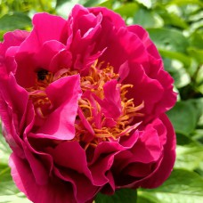 Саджанці піона деревоподібного Магічний (сіянець) - 1-річний