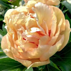 Саджанці піона деревоподібного Оранж (сіянець) - 1-річний