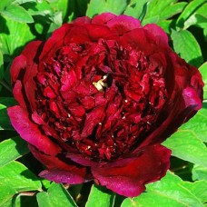 Саджанці піона деревоподібного Паркін (сіянець) - 1-річний