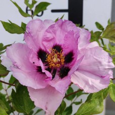 Саджанці піона деревоподібного Пеонія Суффрутікоза (сіянець) - 1-річний