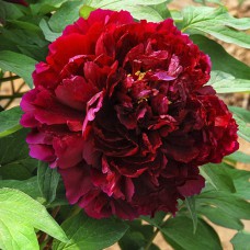 Саджанці піона деревоподібного Шайнінг Блек Голд (сіянець) - 1-річний