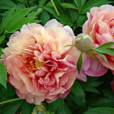 Саджанці піона деревоподібного Рейнбоу (сіянець) - 1-річний