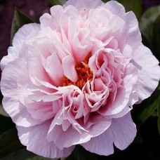 Саджанці піона деревоподібного Пінк Прінцес (сіянець) - 1-річний