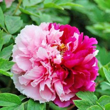 Саджанці піона деревоподібного Сестри Кіао (сіянець) - 1-річний