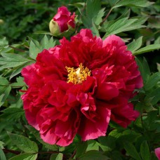 Саджанці піона деревоподібного Сікрет Пешн (сіянець) - 1-річний