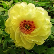 Саджанці піона деревоподібного Сан Оф Крайміа (сіянець) - 1-річний