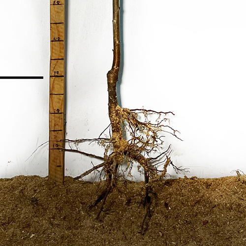 Саджанці сакури на штамбі Бургунді (привитий) - 2-річний