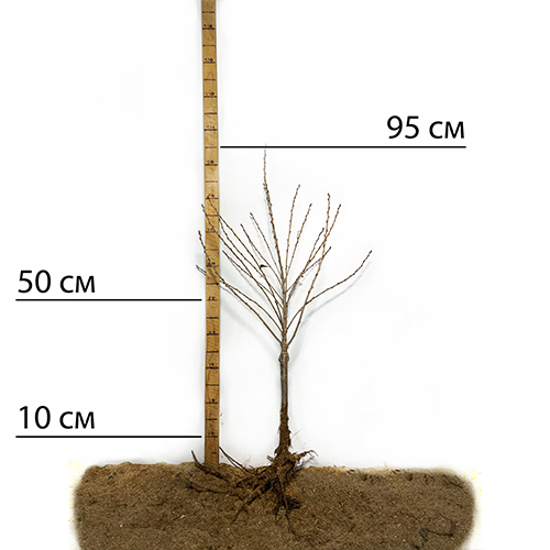 Саджанці сакури Аманогава (привитий) - 2-річний