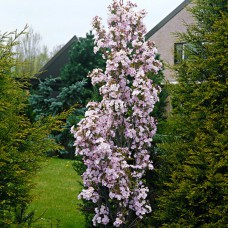 Саджанці сакури Аманогава (привитий) - 1-річний