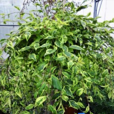 Саджанці сакури на штамбі Фрілі Фок (привитий) - 2-річний