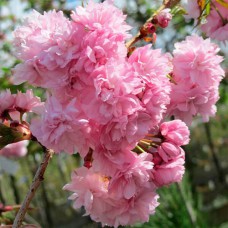 Саджанці сакури на штамбі Канзан (привитий) - 2-річний