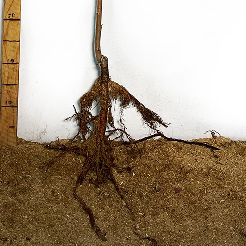 Саджанці сакури Рожева (привитий) - 2-річний