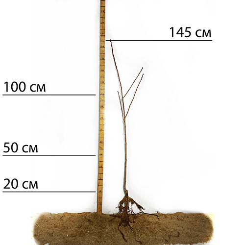 Саджанці сакури Рожева (привитий) - 2-річний