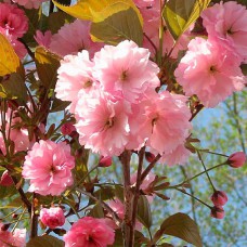 Саджанці сакури Рожева (привитий) - 1-річний
