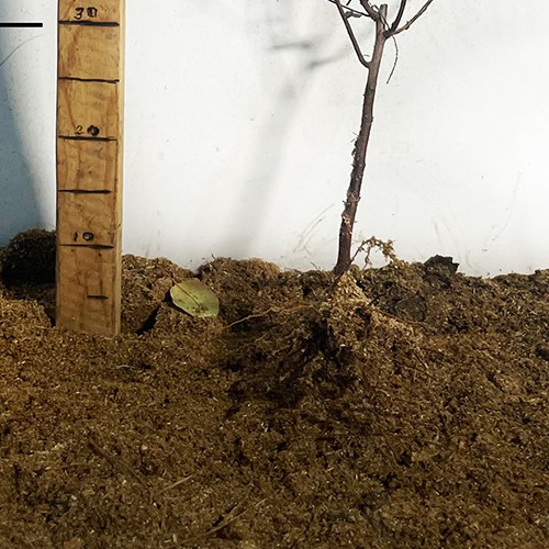 Саджанці японської спіреї Голд Флейм (черенкований) - 1-річний