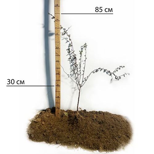 Саджанці японської спіреї Голд Флейм (черенкований) - 1-річний