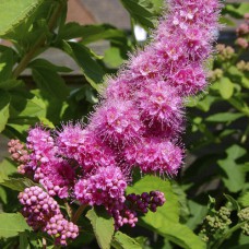 Саджанці спіреї Білларда (черенкований) - 1-річний