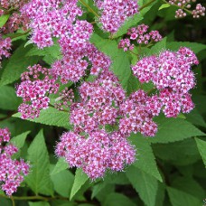 Саджанці спіреї Бумальда (черенкований) - 1-річний