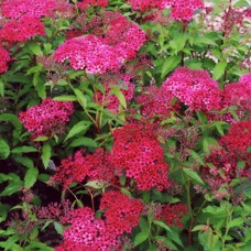 Саджанці спіреї Дартс Ред (черенкований) - 1-річний