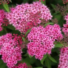 Саджанці спіреї Ентоні Ватерер (черенкований) - 1-річний